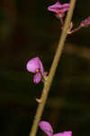 Florida ticktrefoil